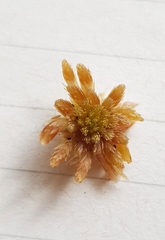 Sphagnum subnitens