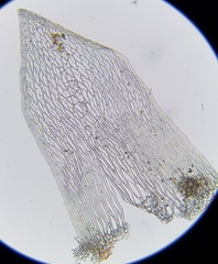 Sphagnum subnitens