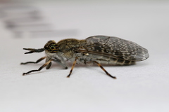 Haematopota pluvialis