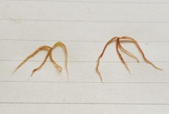 Sphagnum subnitens