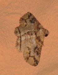 Pericyma mendax