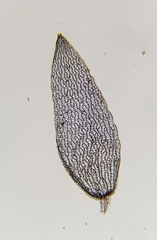 Sphagnum subnitens