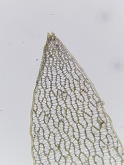 Sphagnum subnitens