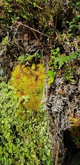 Sphagnum subnitens
