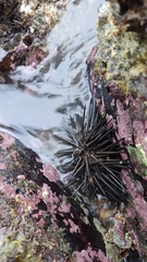 Stomopneustes variolaris