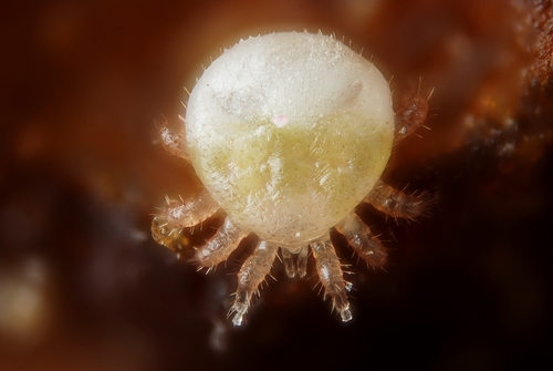 Varroa Mite