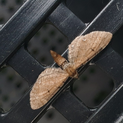 Wormwood Pug, 1797 SL Den Hoorn Texel, Nederland, photo 8 of 10