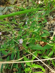 Epilobium collinum