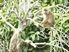 Macaca fascicularis