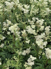 Filipendula ulmaria