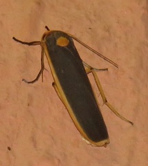 Sozusa scutellata