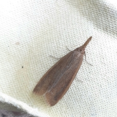 Schoenobius gigantella