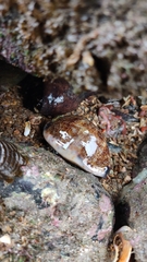 Mauritia arabica arabica