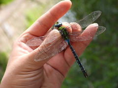 Anax nigrofasciatus