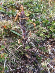 Pedicularis hirsuta