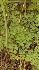 Thalictrum foetidum