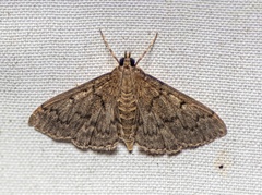 Herpetogramma