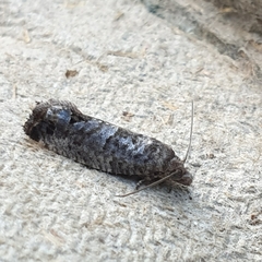 Spilonota laricana