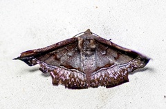 Fascellina