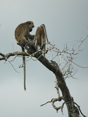 Macaca fascicularis