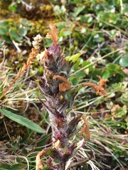 Pedicularis hirsuta