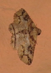 Pericyma mendax