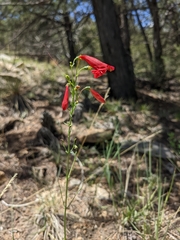 Penstemon barbatus torreyi