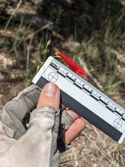 Penstemon barbatus torreyi