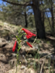 Penstemon barbatus torreyi
