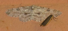 Sozusa scutellata