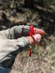 Penstemon barbatus torreyi