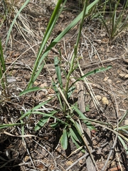 Penstemon barbatus torreyi