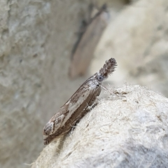 Platytes alpinella