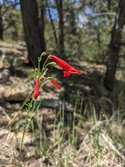 Penstemon barbatus torreyi