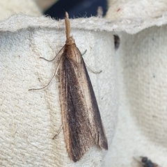 Donacaula mucronella