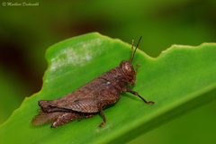 Orthoptera