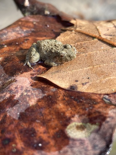 Bombay Wart Frog, Minervarya syhadrensis