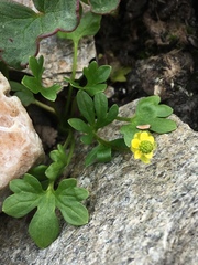 Ranunculus pygmaeus