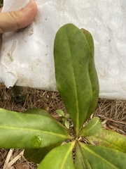 Myrsine cubana