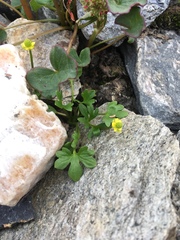 Ranunculus pygmaeus