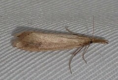 Donacaula longirostrallus