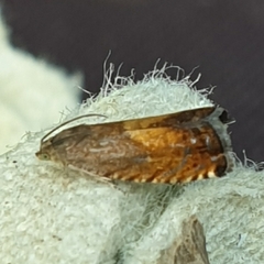 Pammene aurita