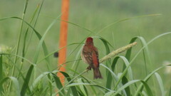 Carpodacus erythrinus grebnitskii