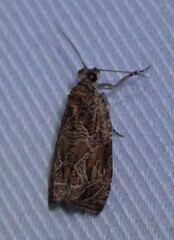 Olethreutes nitidana