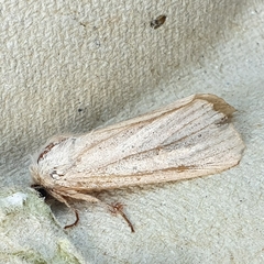 Denticucullus pygmina