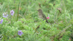 Carpodacus erythrinus grebnitskii