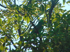 Amazona autumnalis