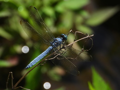 Orthetrum lineostigma