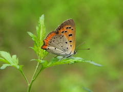 Lycaena phlaeas