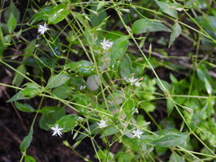 Stellaria chinensis